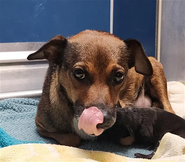Adoptable Dog
