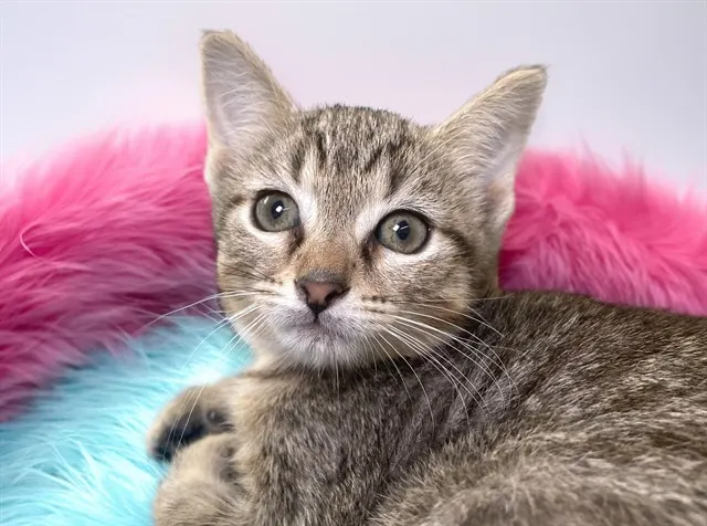 Feline
