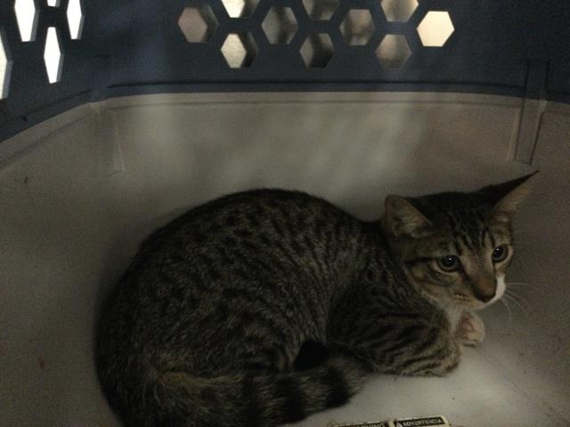 Adoptable Cat