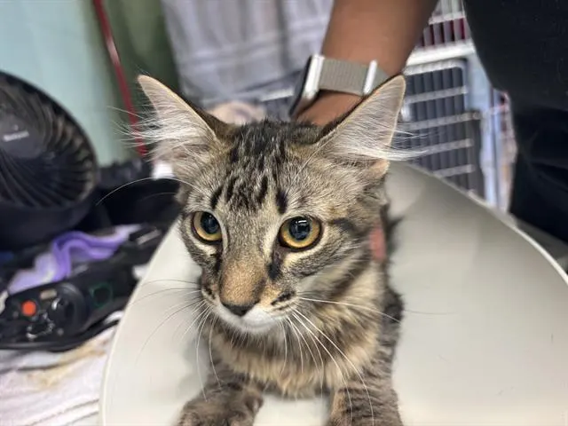 Mushu