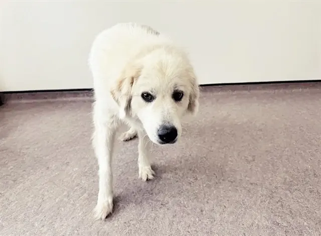 Lottie