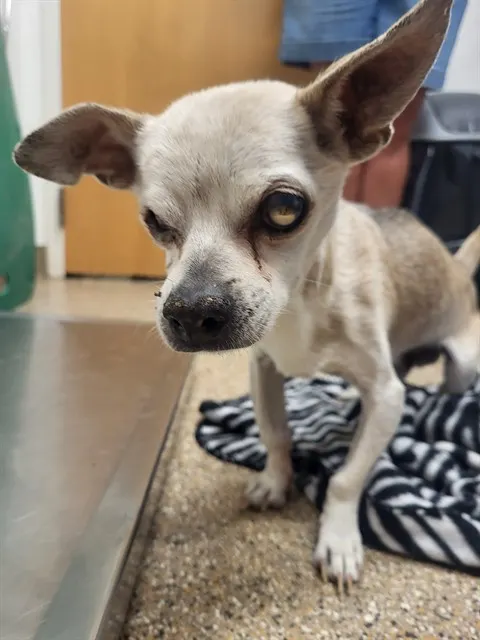 Adoptable Dog