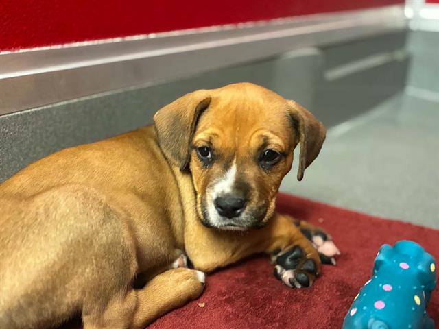 Adoptable Dog
