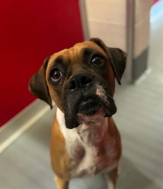 Adoptable Dog