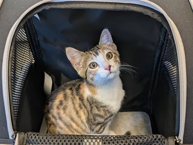 Delilah