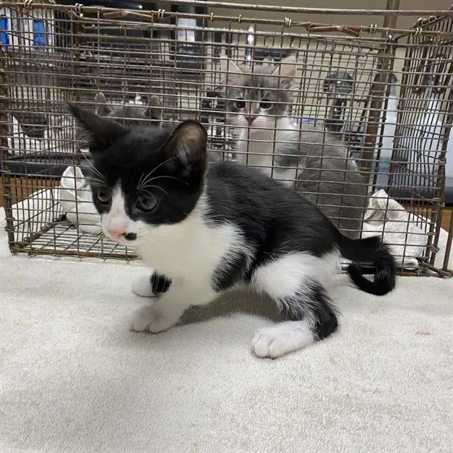 Adoptable Cat