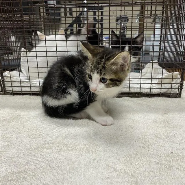 Adoptable Cat