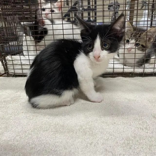 Adoptable Cat