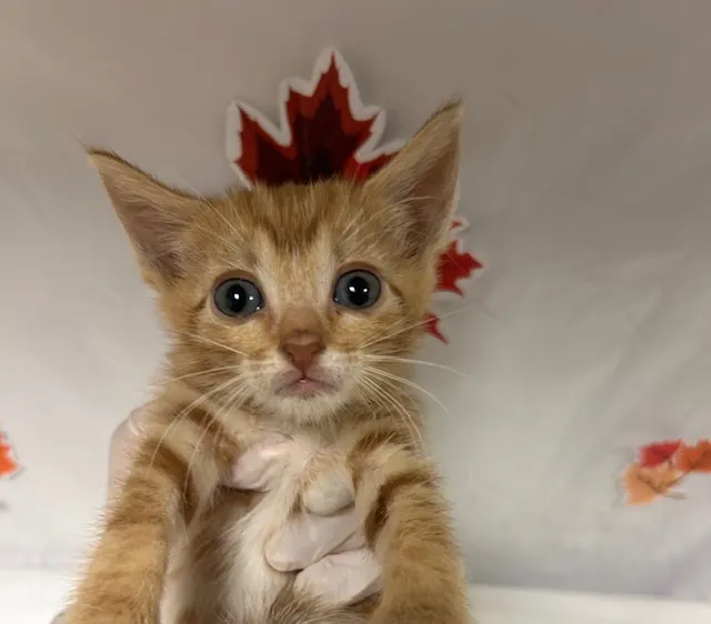 Tangerine