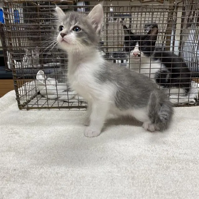 Adoptable Cat