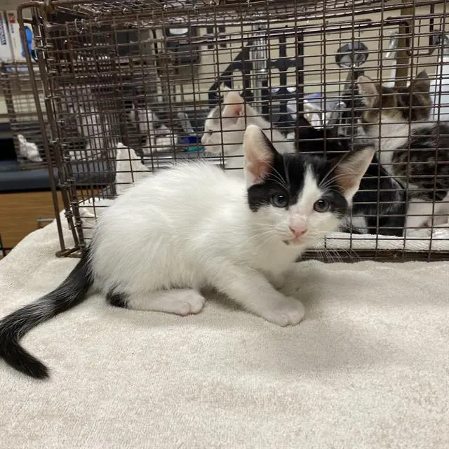 Adoptable Cat