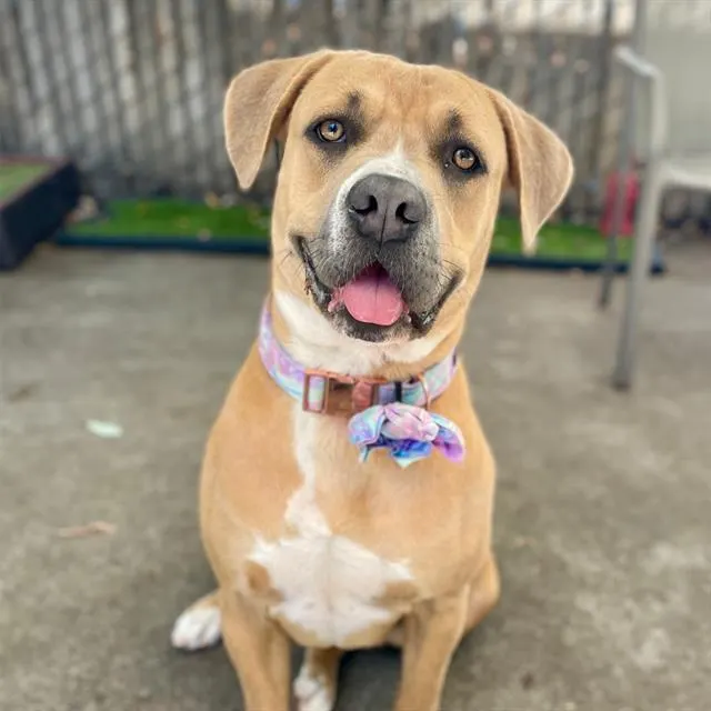Penny
