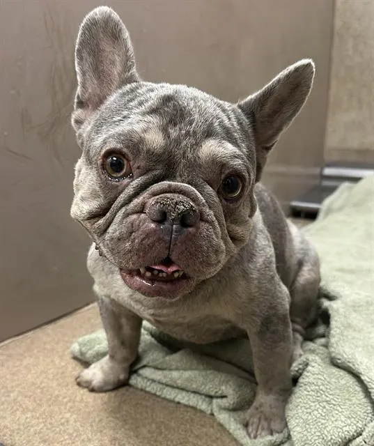 Adoptable Dog