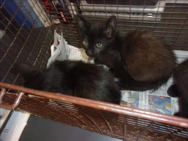 Coal
