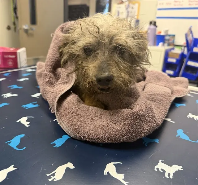 Adoptable Dog