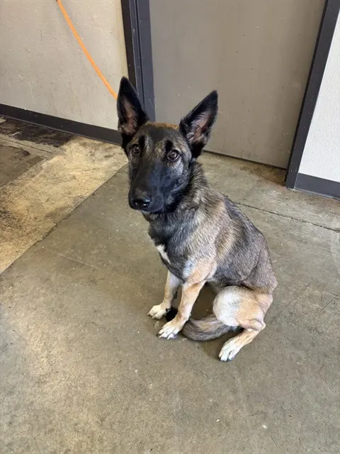 Suki