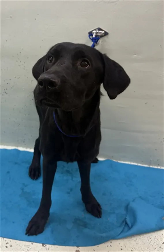 Adoptable Dog