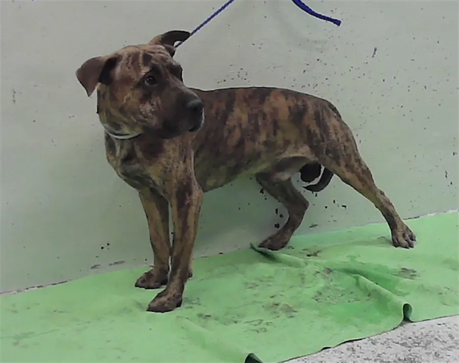 Adoptable Dog