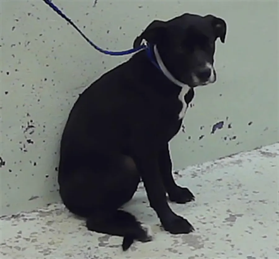 Adoptable Dog