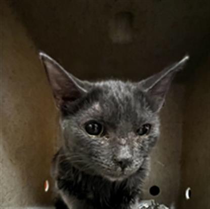 Adoptable Cat