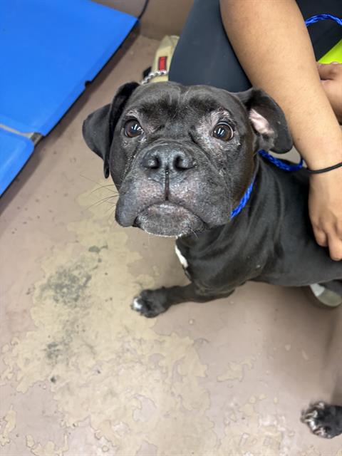 Adoptable Dog