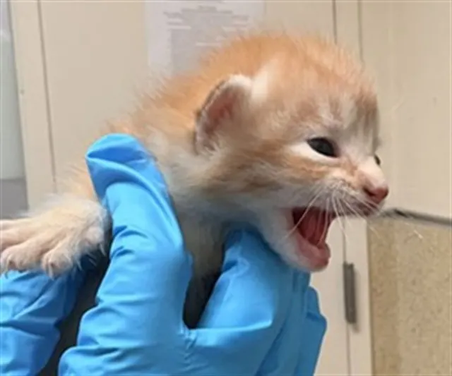 Simba