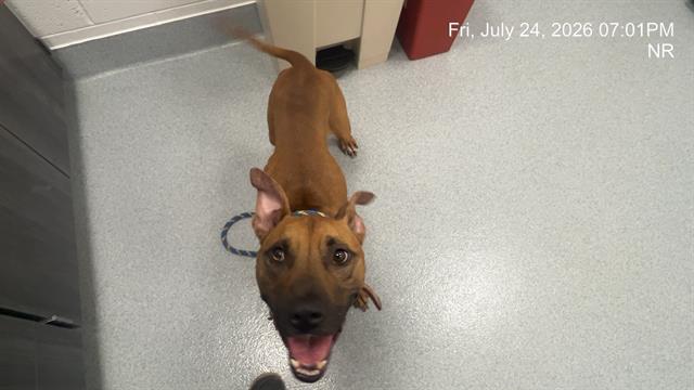 Adoptable Dog