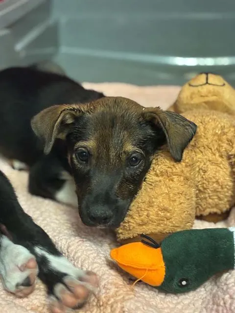 Adoptable Dog