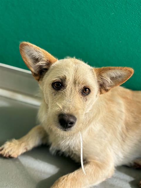 Adoptable Dog