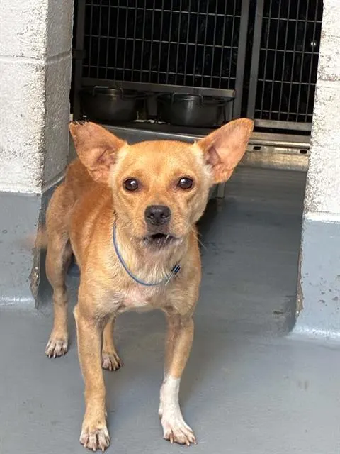 Adoptable Dog