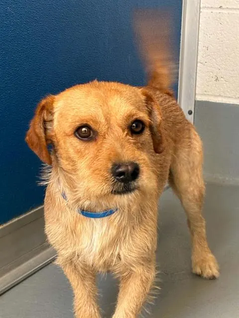 Adoptable Dog
