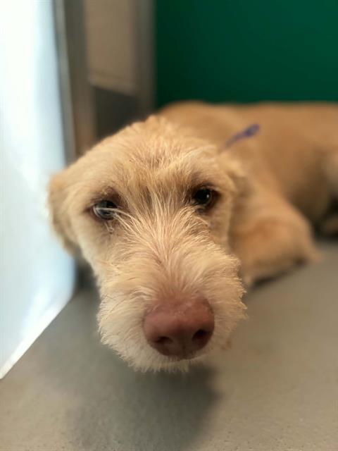 Adoptable Dog