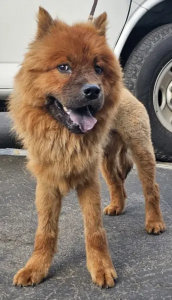 Simba