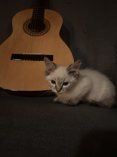 Sugar