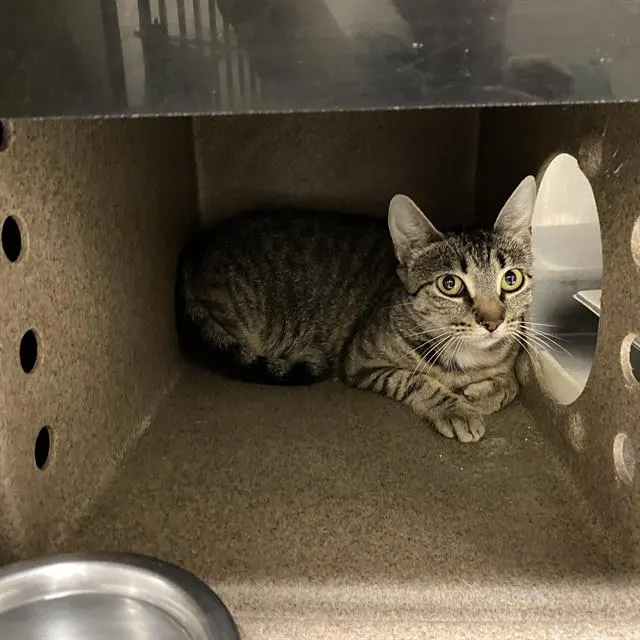 Adoptable Cat