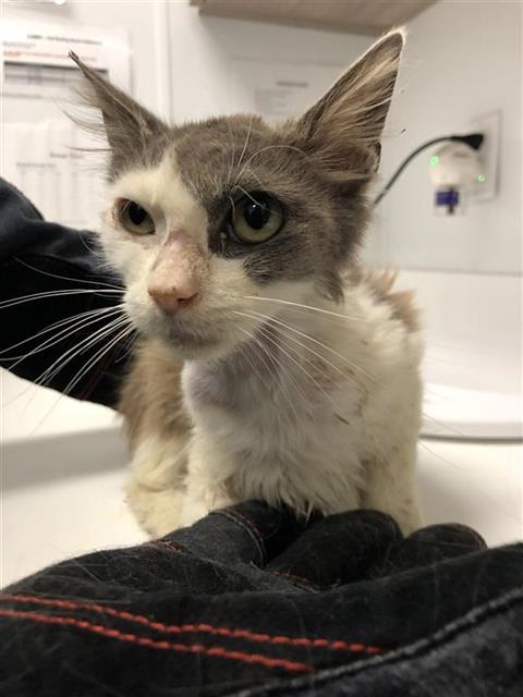 Adoptable Cat