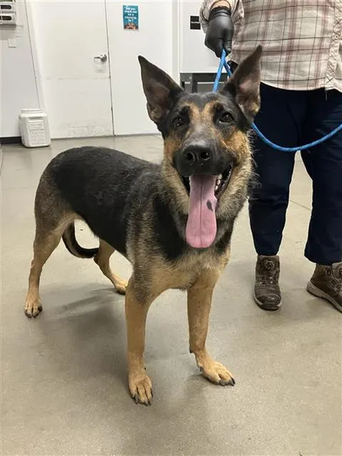 Stella