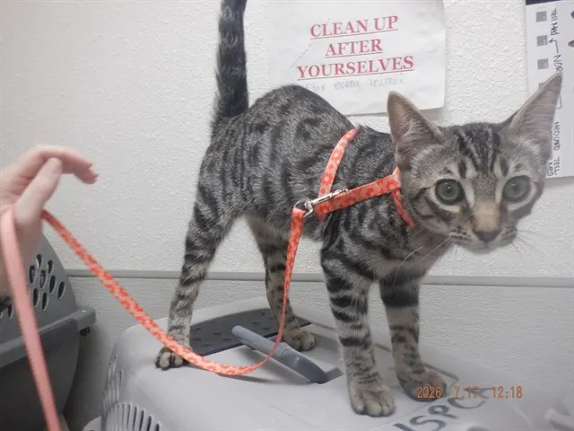 Adoptable Cat