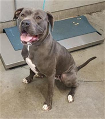 Adoptable Dog