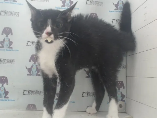 Adoptable Cat