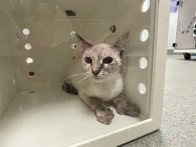Pandora