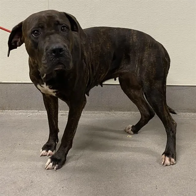 Adoptable Dog