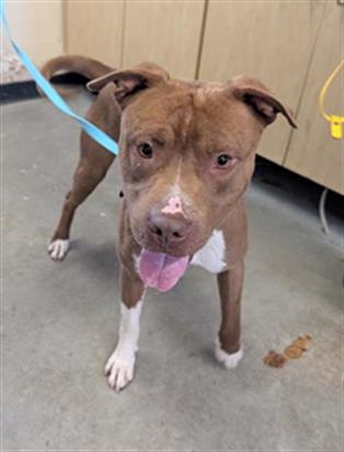 Adoptable Dog