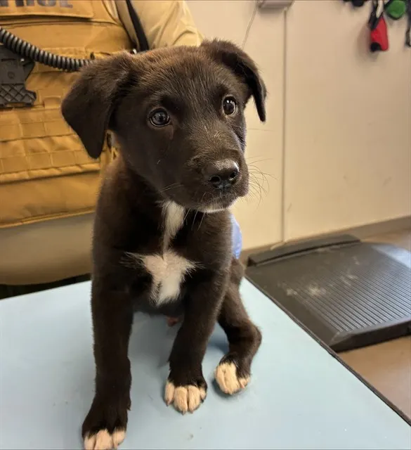 Oreo