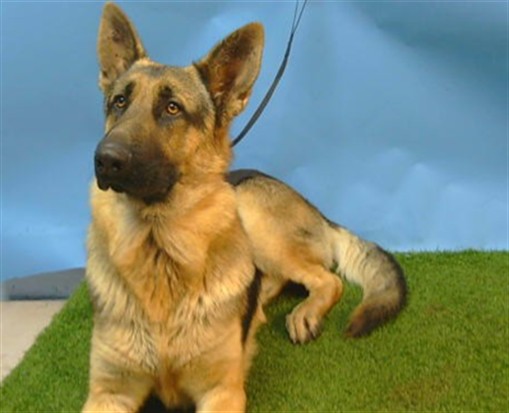Adoptable Dog