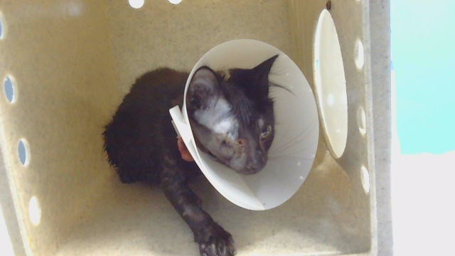 Adoptable Cat