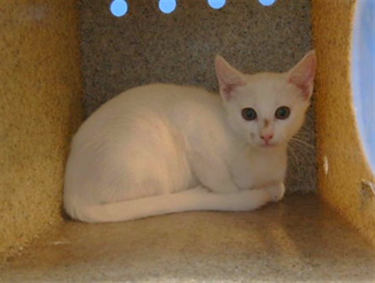 Adoptable Cat