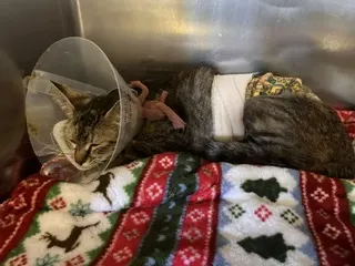 Adoptable Cat