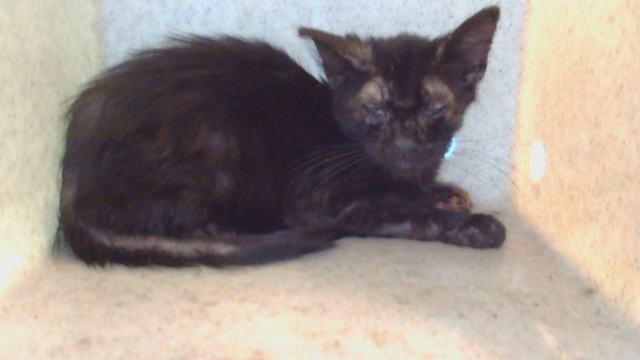 Adoptable Cat