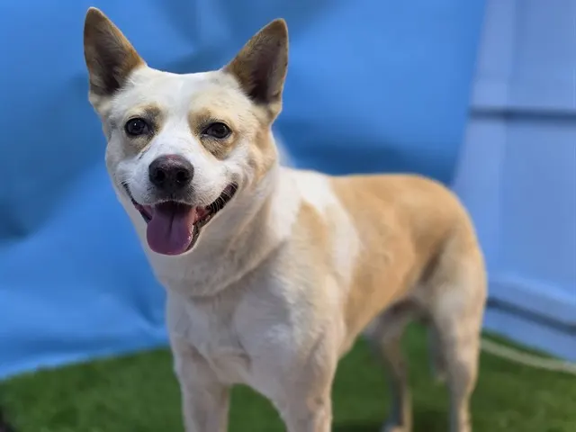 Adoptable Dog